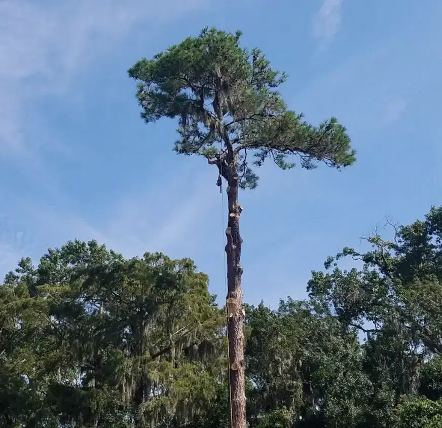 Bushor's climber atop a topped Jacksonville pine with Spanish moss