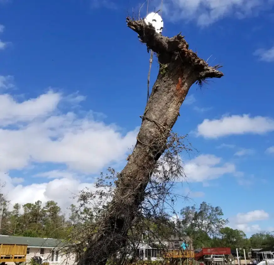 Crane lifting a large dead oak trunk above a Jacksonville house
