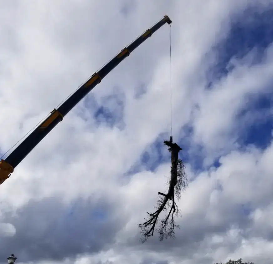 Crane boom lifting a whole tree against the sky
