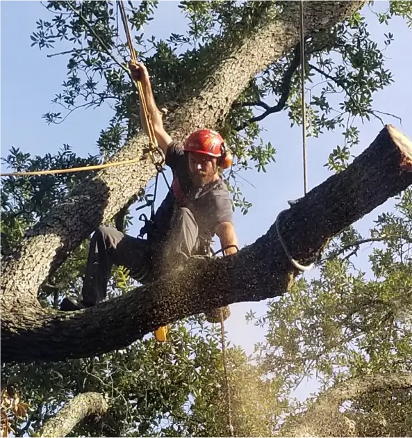 Bushor's ISA Certified Arborist roped into a Jacksonville live oak with a chainsaw